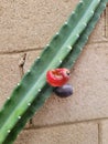 Thornless Cereus Cactus Fruits, closeup Royalty Free Stock Photo