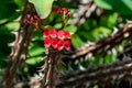 Thornless Crown of Thorns - Euphorbia Geroldii Royalty Free Stock Photo