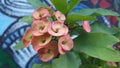 Thornless euphorbia or Gerold`s spurge, thornless crown of thorns, Euphorbia geroldii, close-up Royalty Free Stock Photo