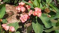 Thornless euphorbia or Gerold`s spurge, thornless crown of thorns, Euphorbia geroldii. Royalty Free Stock Photo