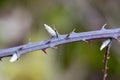 Thorns of blackberry and first burgeons Royalty Free Stock Photo