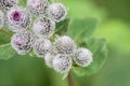 Thorns of Burdock on green blurred background Royalty Free Stock Photo