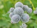 Thorns of burdock on green blurred background Royalty Free Stock Photo