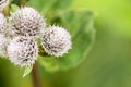 Thorns of Burdock on green blurred background with a shallow depth of field. Royalty Free Stock Photo