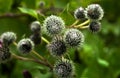 Thorns burdock herb view from above nature background Royalty Free Stock Photo