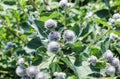 The thorns of burdock Royalty Free Stock Photo