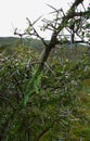 Thorns closeup after rainy night in south africa in the morning