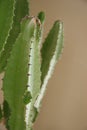 Thorns on an indoor cactus