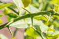 Thorns of a kaffir lime tree-bergamot. Royalty Free Stock Photo