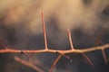 Thorns on a plant or vine, closeup, long, red, sharp