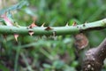 Thorns on a rose bush Royalty Free Stock Photo