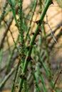 Thorns of rose. Macro. Royalty Free Stock Photo