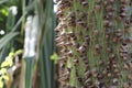 Thorns of a silk cotton tree Ceiba pentandra