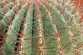 Thorns and spines very pungent a fat cactus Royalty Free Stock Photo