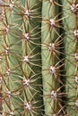 Thorns and spines very pungent a fat cactus Royalty Free Stock Photo