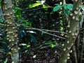 Thorns on trees in humid forests Royalty Free Stock Photo