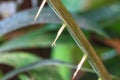 Thorns of Zalacca with drop water