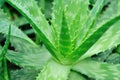 Thorny aloe plant Royalty Free Stock Photo