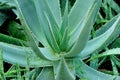 Thorny aloe plant Royalty Free Stock Photo