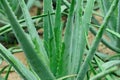 Thorny aloe tree Royalty Free Stock Photo