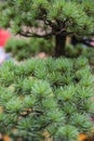 Thorny bonsai close-up