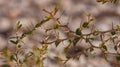 Thorny branch with green leaves of a tree