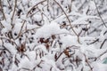 Thorny branches of trimmed bushes are covered with snow Royalty Free Stock Photo