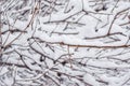 Thorny branches of trimmed bushes are covered with snow Royalty Free Stock Photo