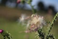 Blur background. Wildflower propagation by seeds.