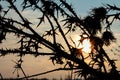 Thorny burdock flower silhouette on a winter sunset