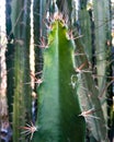 Thorny cactaceae