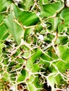 Thorny cactus Royalty Free Stock Photo