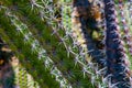 Thorny Cactus Spine