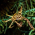 thorny crinoid crab Royalty Free Stock Photo