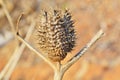 Thorny Datura stramonium seed pod. Also known as Jimson weed and Thorn Apple. Native in United States. Royalty Free Stock Photo