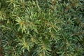 Thorny deciduous shrub in the family Elaeagnaceae Royalty Free Stock Photo