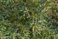 Thorny deciduous shrub in the family Elaeagnaceae Royalty Free Stock Photo