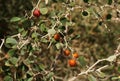 Thorny desert plant and the red berries, purposely blurred, selective focus