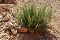 Thorny desert plant with white flowers, selective focus