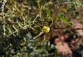 Thorny desert plant with yellow flowers, selective focus