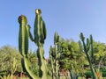 The thorny desert plants so beautiful. High quality photo