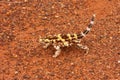 Thorny devil