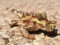 Thorny Devil