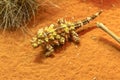 Thorny devil on red sand Royalty Free Stock Photo