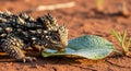 thorny devil drinking dew on a leaf in the desert Royalty Free Stock Photo