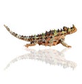 Thorny devil isolated on white background Royalty Free Stock Photo