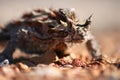 Thorny Devil Lizard Royalty Free Stock Photo