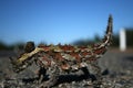Thorny Devil Lizard, Australia Royalty Free Stock Photo