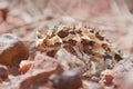 Thorny Devil Lizard climbing up some stones Royalty Free Stock Photo