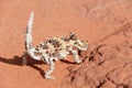 Thorny Devil Lizard looking at camera Royalty Free Stock Photo